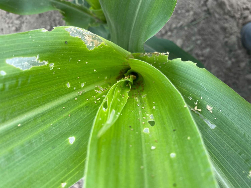 嘉義縣政府最近發現玉米病蟲害有增加趨勢。   圖：嘉義縣政府/提供