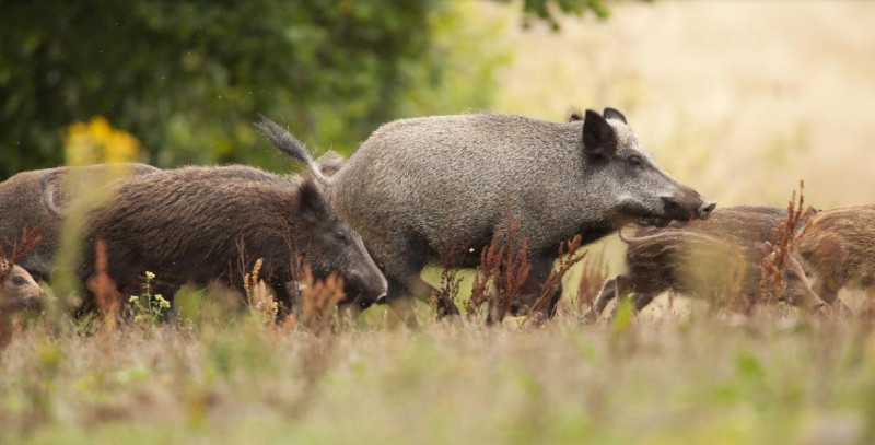 野豬造成德國非洲豬瘟迅速擴散逼近200例   圖:擷取自網路