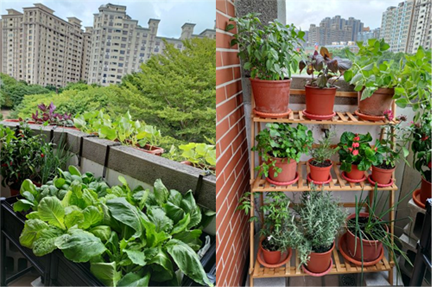 建築物不同方位的窗陽台或露臺適地適種選對作物，也能有好收成。   圖：農委會／提供