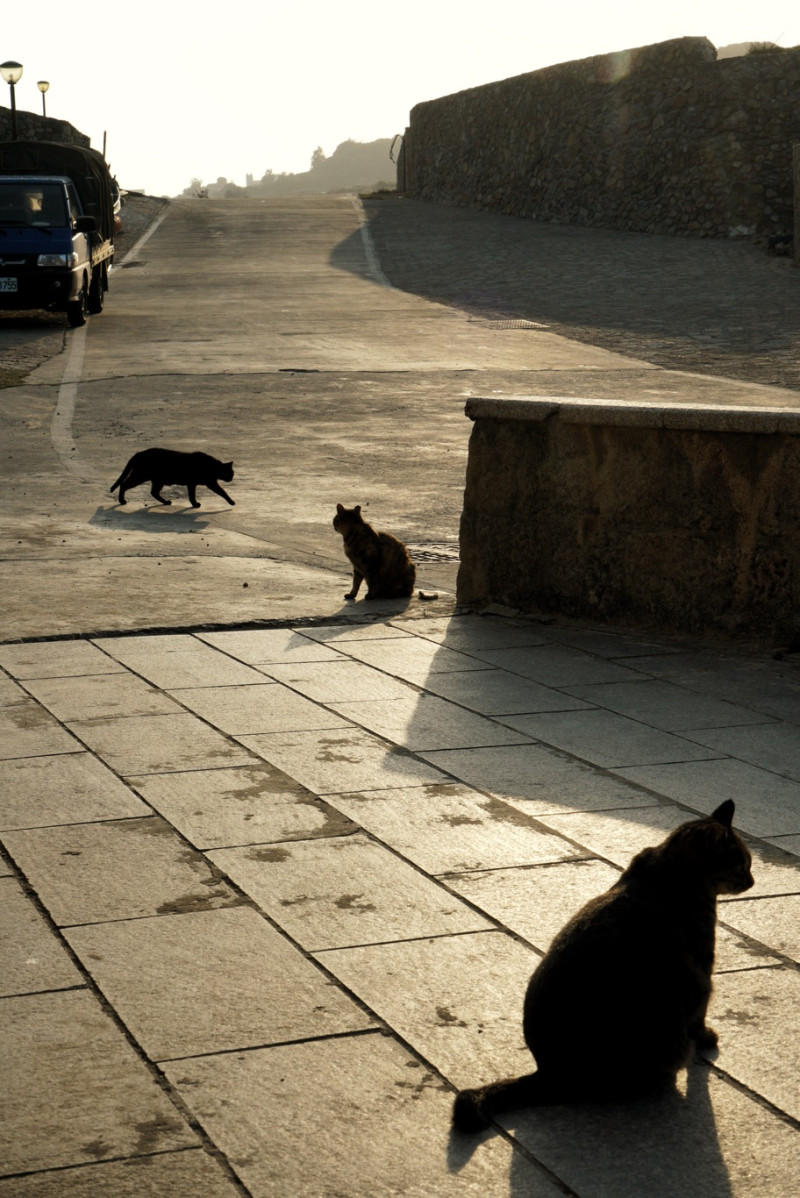 貓貓甚至也比人還多，慵懶地躺在空蕩蕩的街道上曬冬陽！   圖：張良一/攝