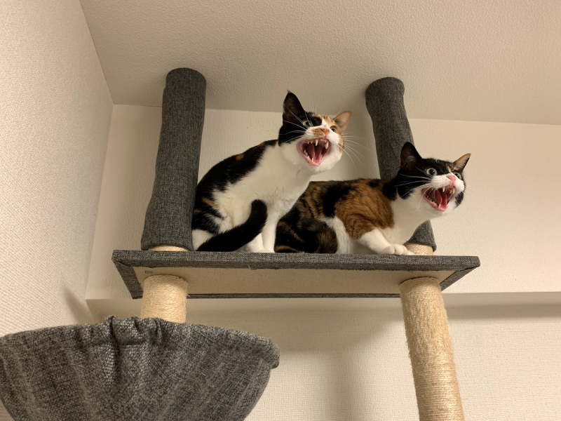 當主人打開吸塵器打掃，兩隻萌貓突然變臉「露齒嘶叫」。   圖／Twitter@monakanko