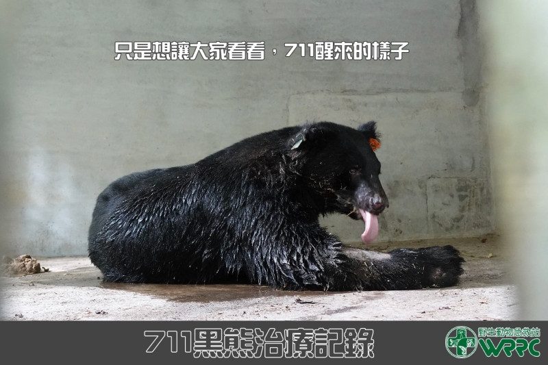 黑熊711左掌癒合良好，體重也增胖4公斤。   圖：翻攝自野生動物急救站臉書專頁