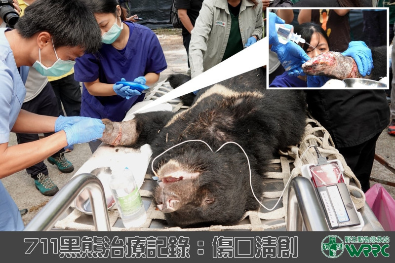 獸醫團隊為黑熊711進行肢傷口處理。   圖：翻攝自野生動物急救站臉書專頁