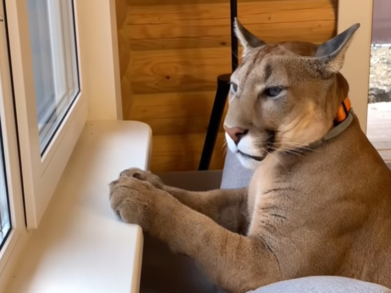 美洲獅「梅西」日前趴在窗前等著心愛的把拔回家。   圖／翻攝自Youtube@I_am_puma