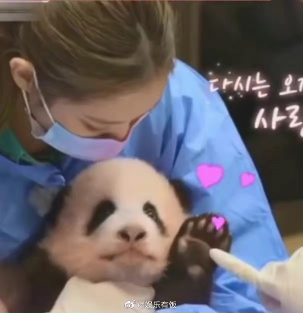 宣傳照片中可見女孩帶著全妝抱著剛出生100天的小熊貓。   圖：翻攝微博