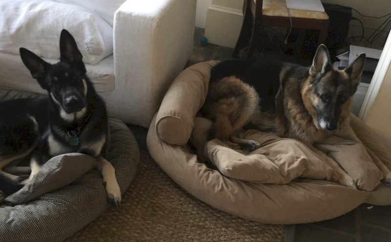 拜登家中的兩隻德國牧羊犬，梅傑（Major）和錢普（Champ）。   圖：取自拜登推特