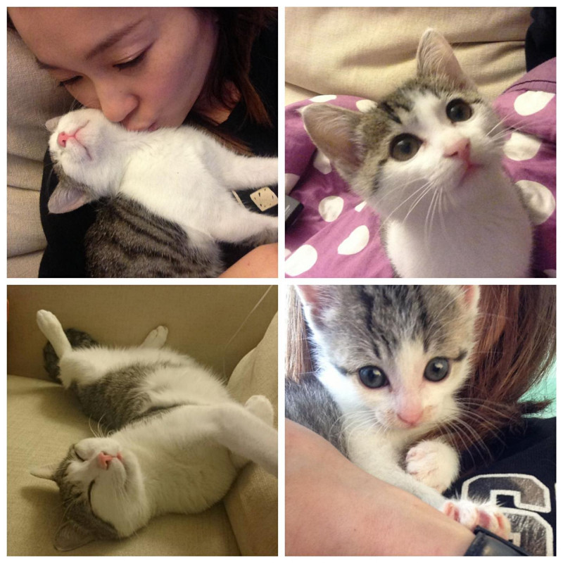 六月今天在臉書曬出多張她與愛貓的照片。   圖：翻攝臉書粉絲專頁