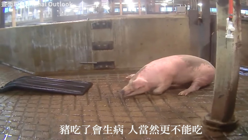 國民黨稱，萊豬影片拍攝自美國使用含萊劑飼料的QPP屠宰場。   圖：擷取自國民黨臉書