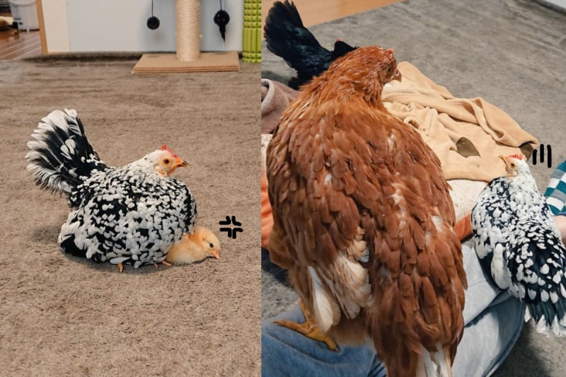 日本一飼養寵物雞的推主日前分享一組對比照，引起網友熱烈討論。   圖：取自twitter@niwatori3wa