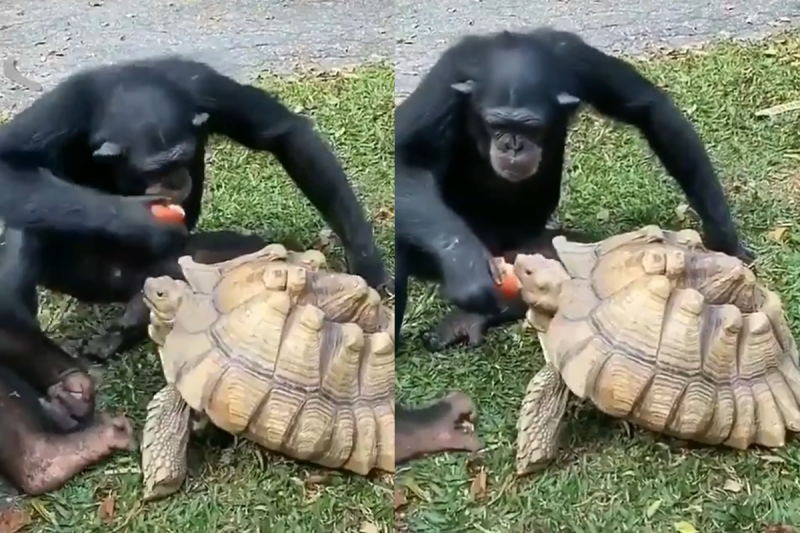 你一口我一口！黑猩猩吃完餵烏龜。   圖／Twitter@PhysicsAndAstr1