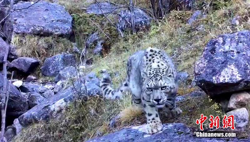 有中國民眾近日在四川甘孜州理塘縣的格聶神山發現國家一級動物「雪豹」的蹤跡。   圖 : 翻攝自中新網