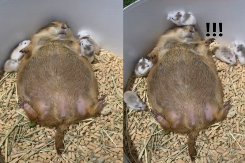 土撥鼠正睡得香甜時，一隻小倉鼠竟然從牠頭上輾過去。   圖：取自Tik tok@moo_fon_fon
