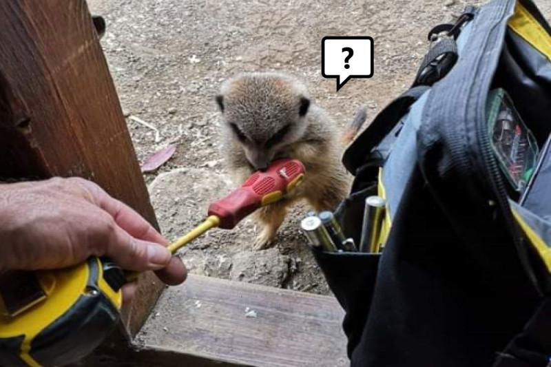 國外一名水電工父親到動物園工作時，遇見狐獴好奇「幫忙」。   圖／twitter@doodlingglass