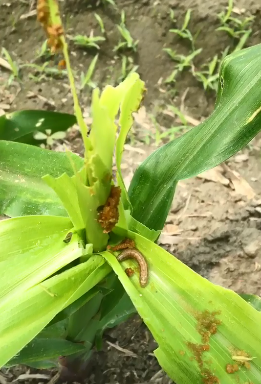秋行軍幼蟲喜好躲在玉米心葉處取食。   圖：藥毒所/提供