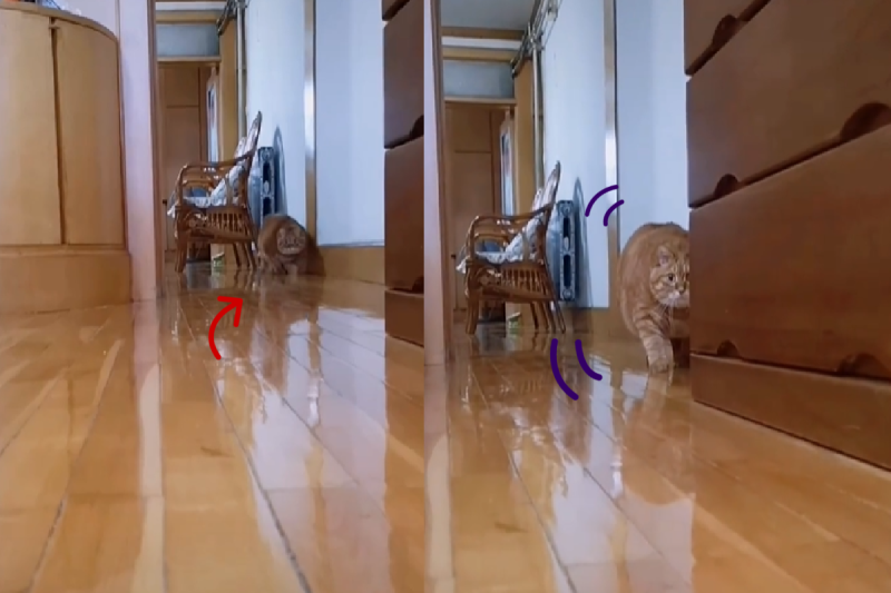 先到障礙物確保附近安全（？）   圖：取自Tiktok@auroragorman412