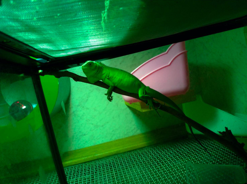 人為飼養後遺失被捕獲的綠鬣蜥。   圖：台北市動保處／提供