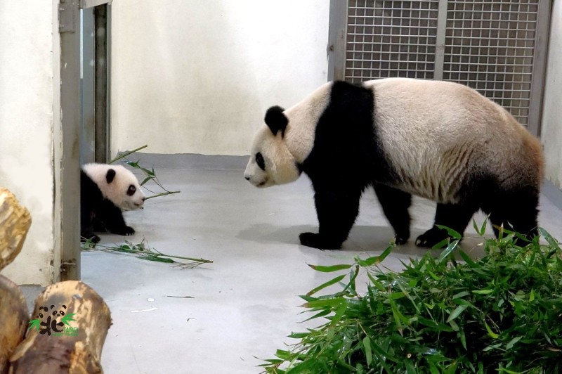 媽媽圓圓（右）和貓熊寶寶「圓寶」（左）。   圖：台北市立動物園 / 提供