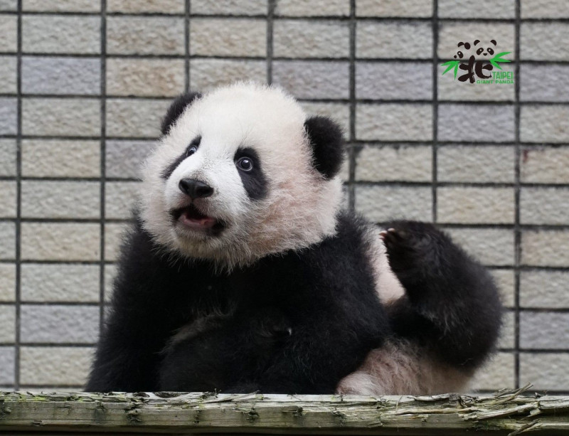 圓寶模樣超可愛。   圖：台北市立動物園 / 提供