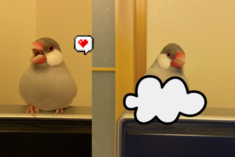 坐電視上取暖，文鳥「奶油般融化」，與電視成一體！   圖／Twitter＠bunchoshirasu