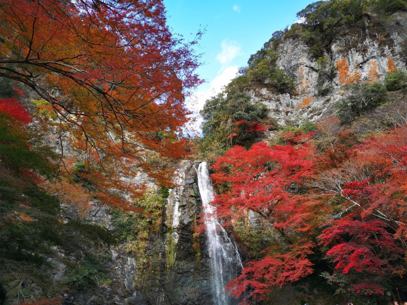 10月中旬到11月下旬正好是日本關西地區的賞楓旺季。   圖：翻攝自大阪觀光局官網