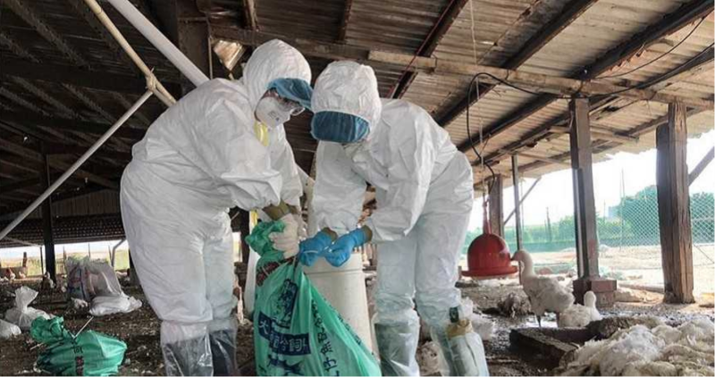 嘉義縣太保市一肉鵝場因爆感染H5N8禽流感，918隻肉鵝已遭防治所全數撲殺。   圖：嘉義縣政府/提供