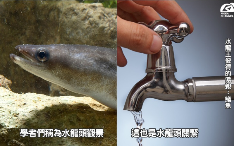經濟部以「水龍頭觀景」為諧音哏圖，提醒大眾節約用水。   圖：翻攝自經濟部臉書