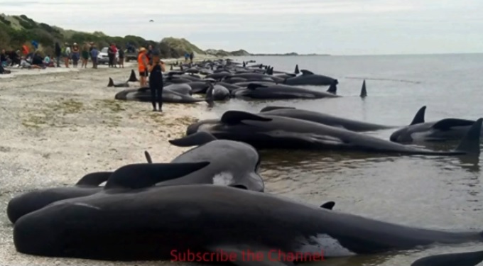 位於紐西蘭東方的沙塔群島25日發現有97頭領航鯨及3隻瓶鼻海豚因為擱淺喪命。   圖：翻攝NewzTech20影片