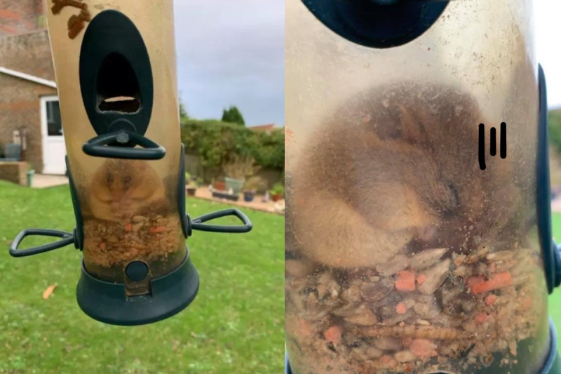 一隻貪吃的睡鼠不小心把自己卡在餵鳥器裡   圖／FB@Devon Dormouse Rescue