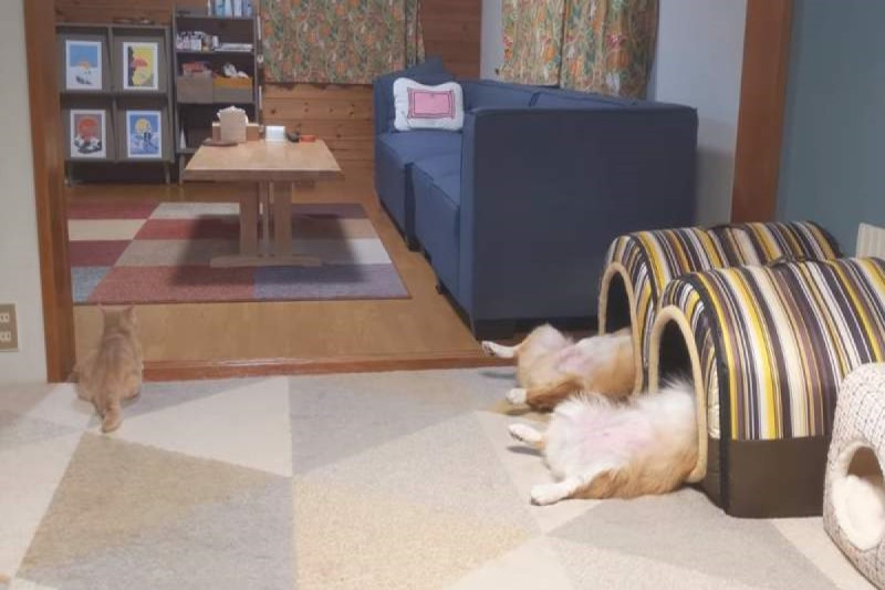 日本一名飼主日前發現兩隻愛犬竟然同步仰躺在睡窩裡   圖／翻攝自twitter@much21067312