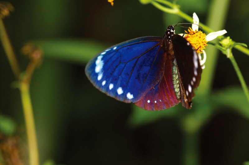雲林縣林內鄉2021紫斑蝶季今（27）天登場。   圖：取自蝴蝶生態網網站