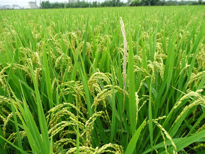 明年起，桃園、石門管理處灌區約3.1萬公頃，雙期作水稻區率先推動大區輪作   圖：取自農委會