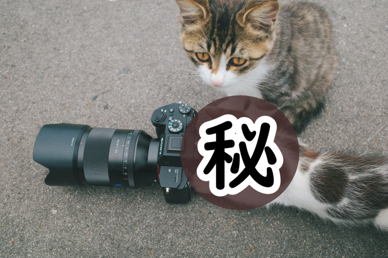 日本一名攝影師，沒想到竟「反被小貓拍」   圖／Twitter@gaga_numa