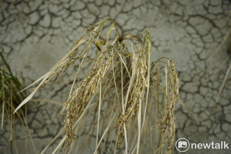 正在抽穗的稻子正需要大量的水份與養份，但是沒有灌溉水引進田裡，稻穀只能面對夭折的厄運。   圖：張良一/攝