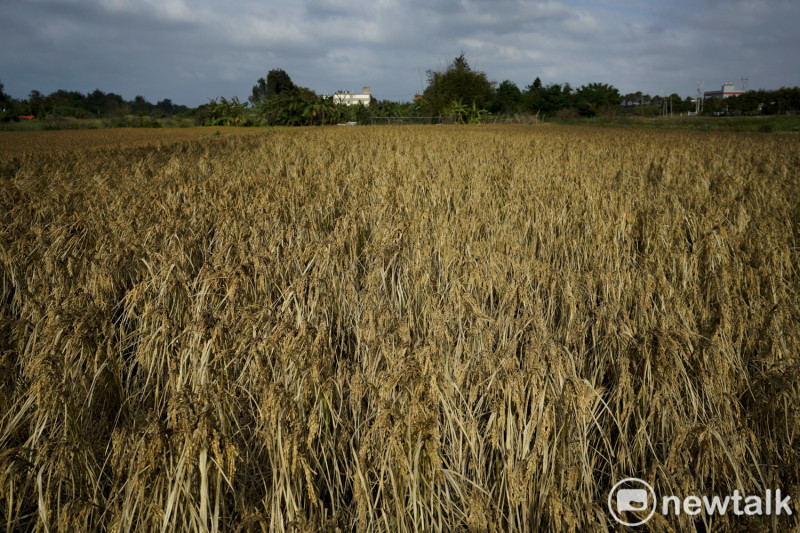 枯黃的稻穀、焦黑的稻葉，蕭瑟的北風下，大地瀰漫著一股令人不安的氛圍。   圖：張良一/攝