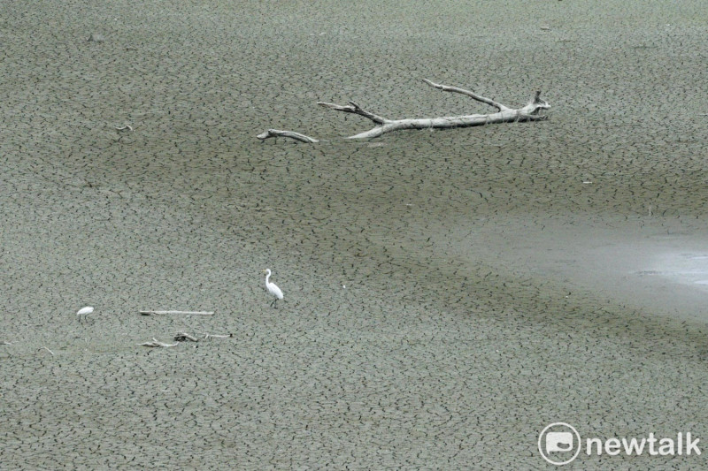 兩隻白鷺絲站在明德水庫已然乾涸的沙洲上覓食，白鷺絲週遭的沙土因水位下降而龜裂，加上如白骨般的枯樹，猶如末世景象。   圖：張良一/攝