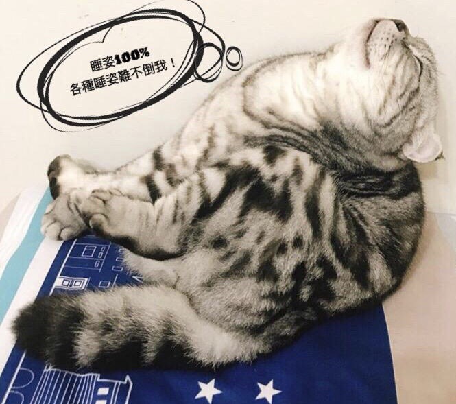 「單身狗貓我最嗨，寵物NG照過來」網路人氣票選活動，施展軟骨功睡姿的小貓咪「咕嚕」。   圖：新北市動保處提供