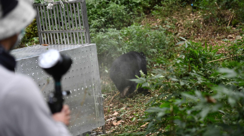 今年10月初誤入陷阱受傷的台灣黑熊，已傷癒成功野放。   圖：東勢林管處／提供