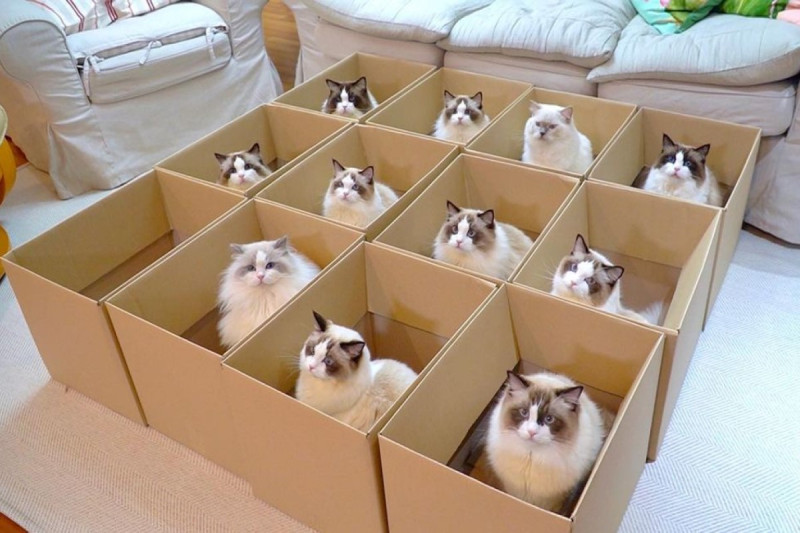 韓國一對貓奴夫妻利用紙箱一次召喚11隻布偶貓。   圖／翻攝自YT@랙돌열한스푼