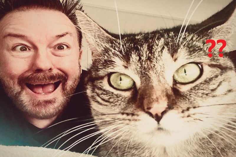 英國男演員瑞奇賈維斯Ricky Gervais日前領養了一隻虎斑貓   圖／IG@rickygervais