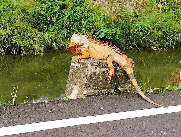 有網友在萬丹鄉田厝橋大排水溝的護欄發現巨大綠鬣蜥。   圖：取自臉書粉絲團「屏東縣萬丹鄉交流地」