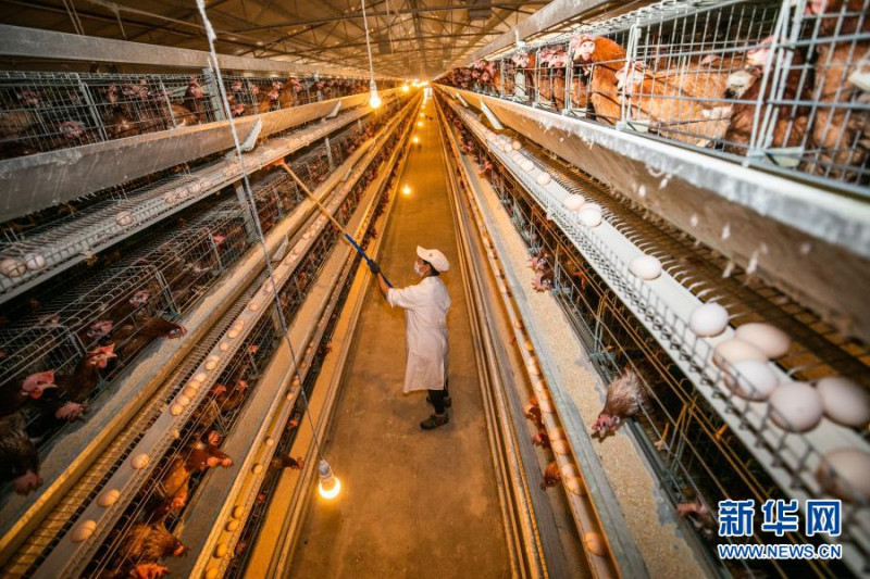 安徽省滁州市嘉吉蛋白營養科技購進的中國國產雞腿中被驗出武漢肺炎病毒。（示意照片）   圖：翻攝新華網