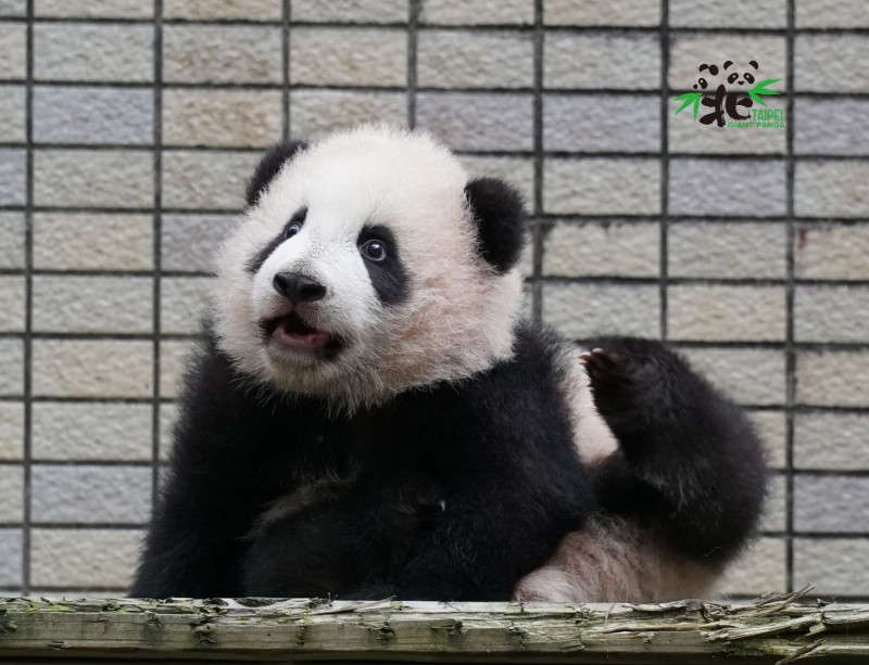 大貓熊「圓寶」預計明年元旦正式亮相。   圖：臺北市立動物園／提供
