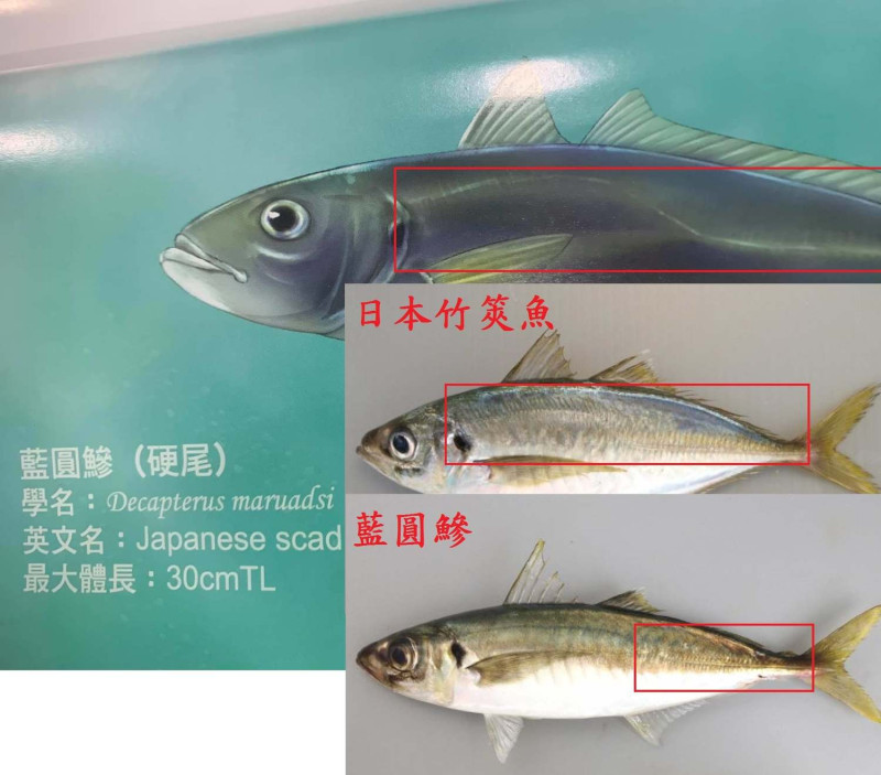 日本竹莢魚寫成藍圓鰺。   圖：翻攝自社團法人臺灣永續鱻漁發展協會臉書