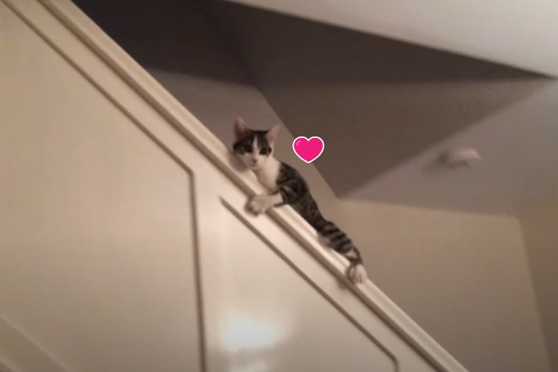 國外一隻貓咪竟然從扶手下樓。   圖／翻攝自Youtube@Miss Greenwood