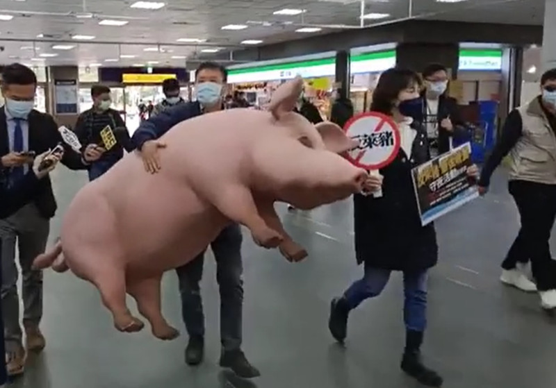 國民黨團總召林為洲、立委謝衣鳳帶著道具「台灣豬」至台北車站宣傳。   圖：擷取自國民黨團臉書