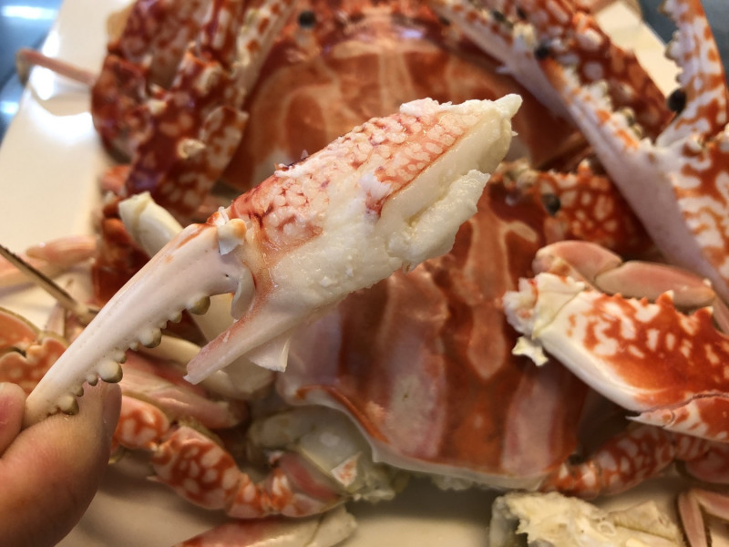 冬天的萬里蟹肉質更加緊實Q彈，清蒸、清炒都好吃。    圖：新北市農業局漁業處提供
