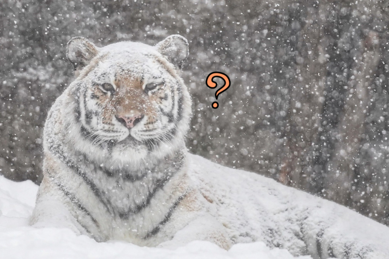 愛拍大貓的推主@rikunow，來到動物園看到一隻全身沾滿雪的老虎   圖／Twitter@rikunow