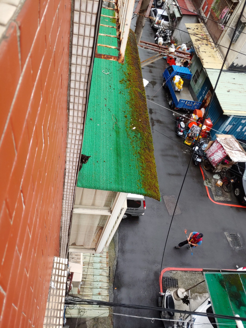 五股的幼貓受困民宅三樓遮雨棚。     圖：新北市動保處提供 