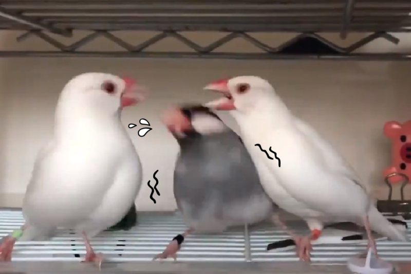 白色文鳥在打架，黑白文鳥在中間想「調停」，反被狠啄！   圖／Twitter＠goechan419