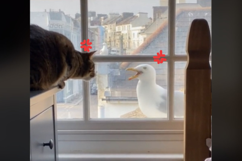 英國一隻虎斑貓與海鷗隔窗吵架。   圖／翻攝自Tik Tok＠jessiethomasx